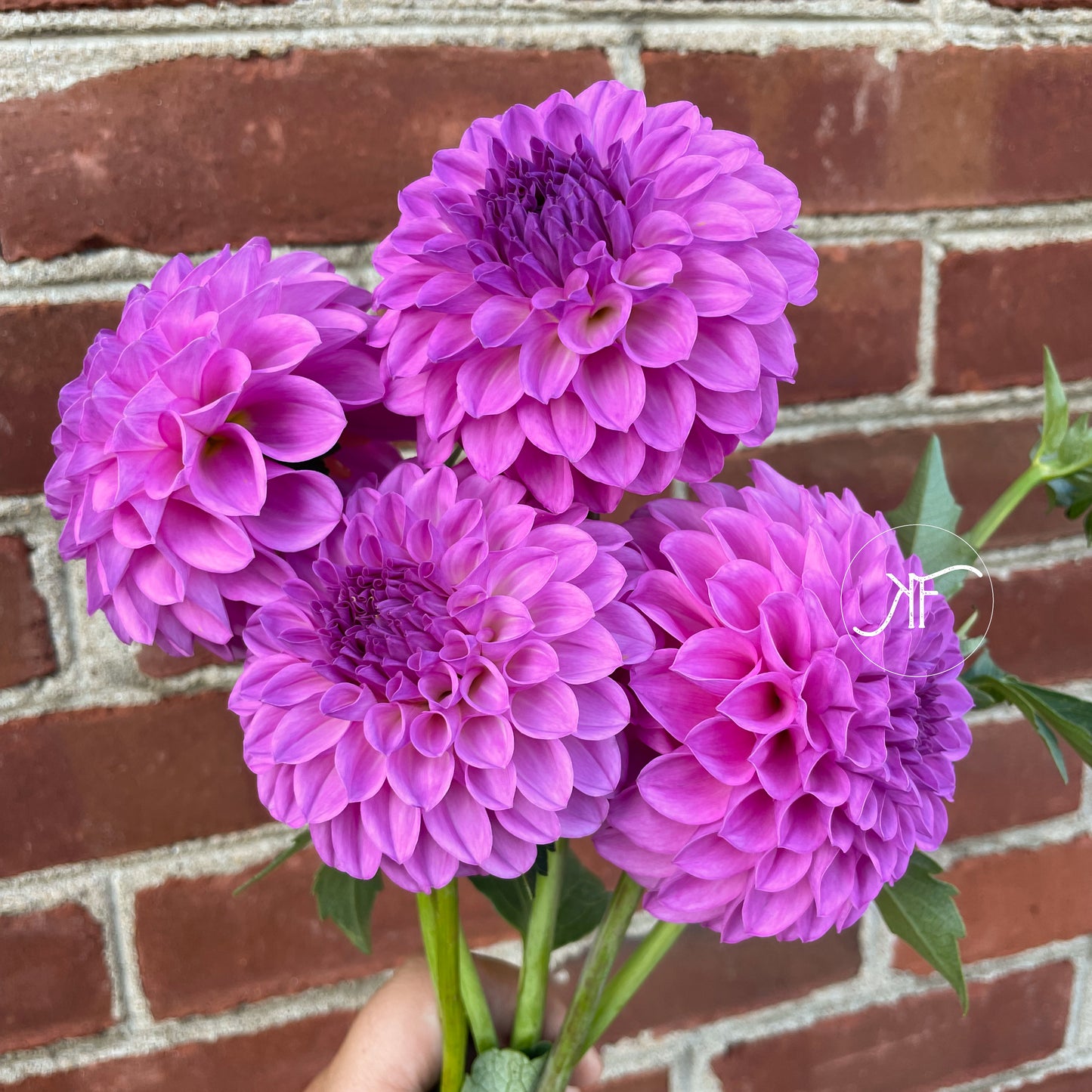 20th Ave Pure Prince - Dahlia Tuber