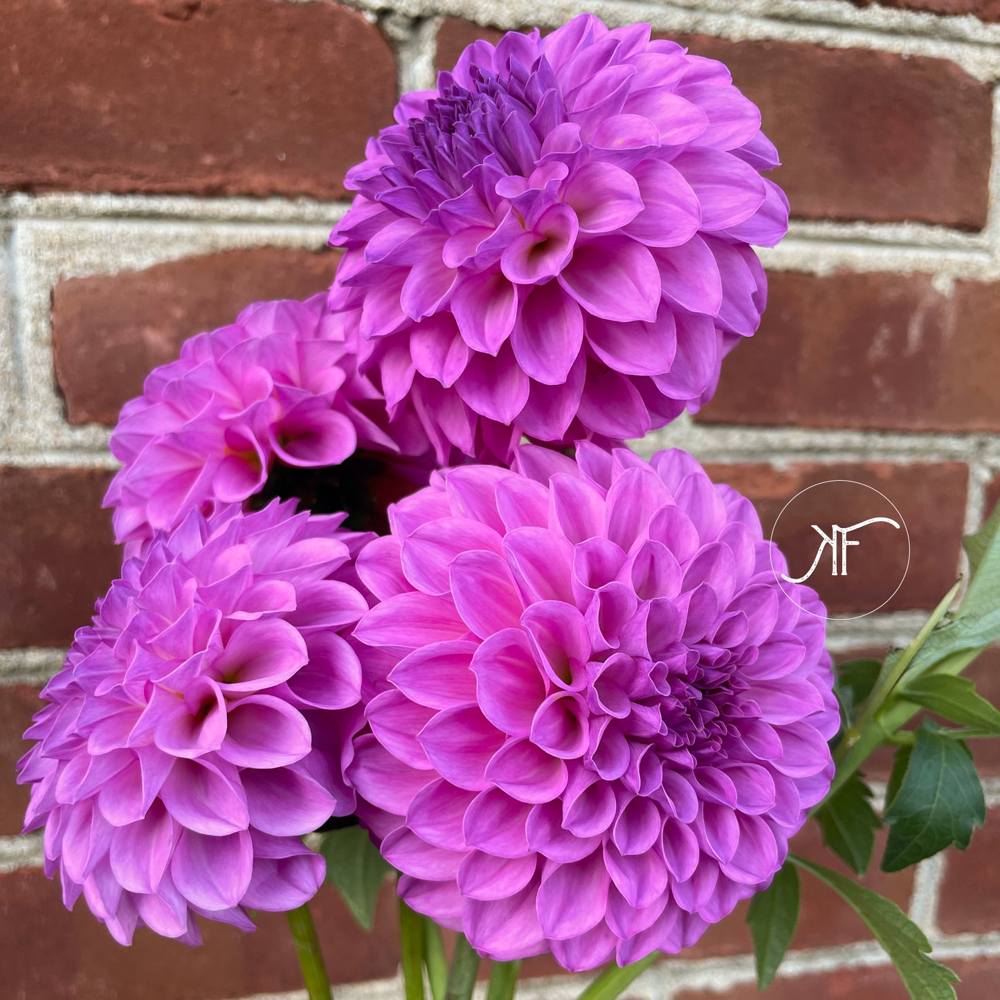 20th Ave Pure Prince - Dahlia Tuber