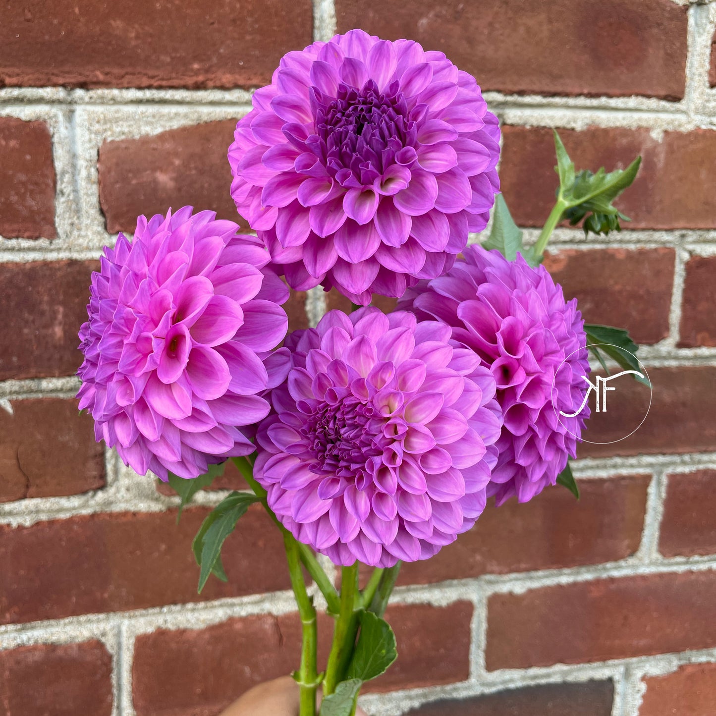 20th Ave Pure Prince - Dahlia Tuber