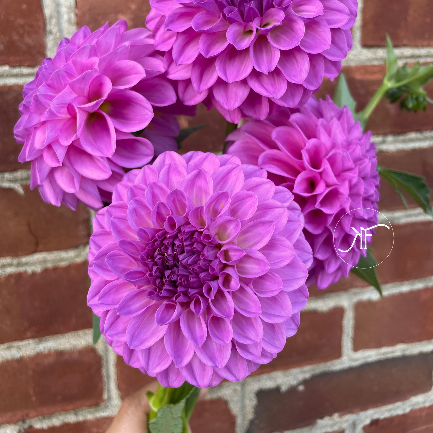20th Ave Pure Prince - Dahlia Tuber