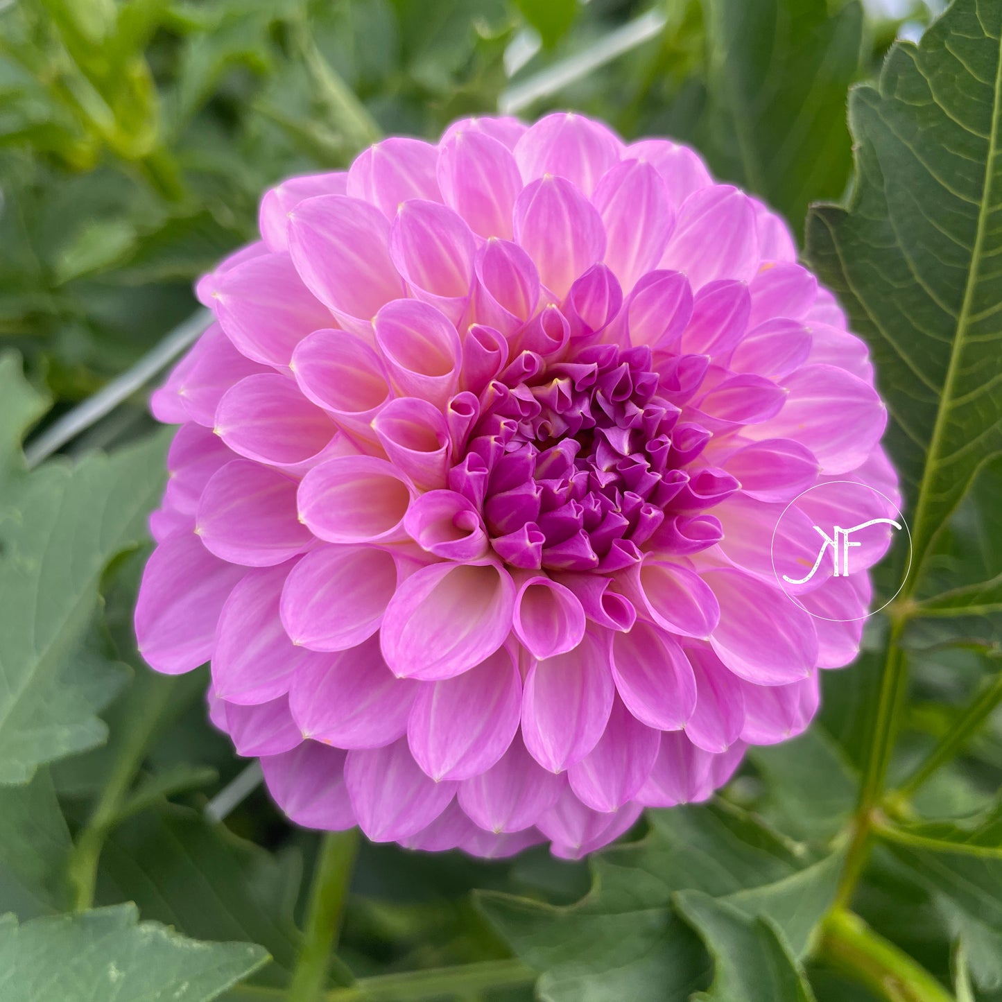 20th Ave Pure Prince - Dahlia Tuber