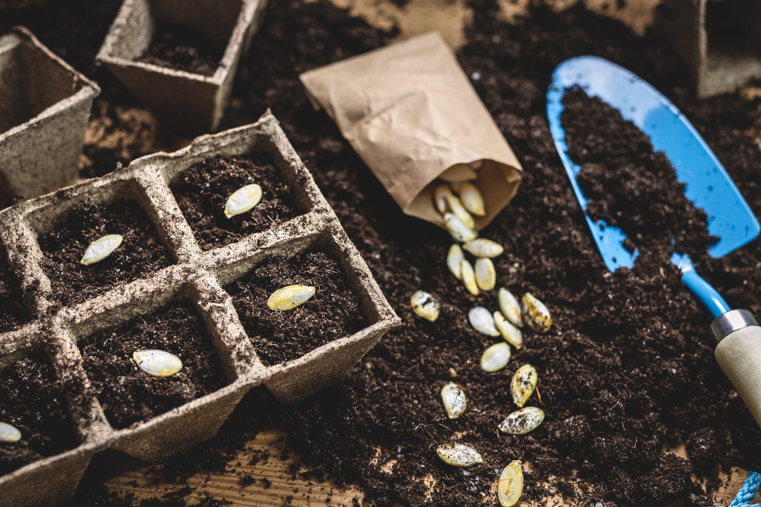 several peat seed cells filled with soil next to some spilled seeds and soil filled trowel
