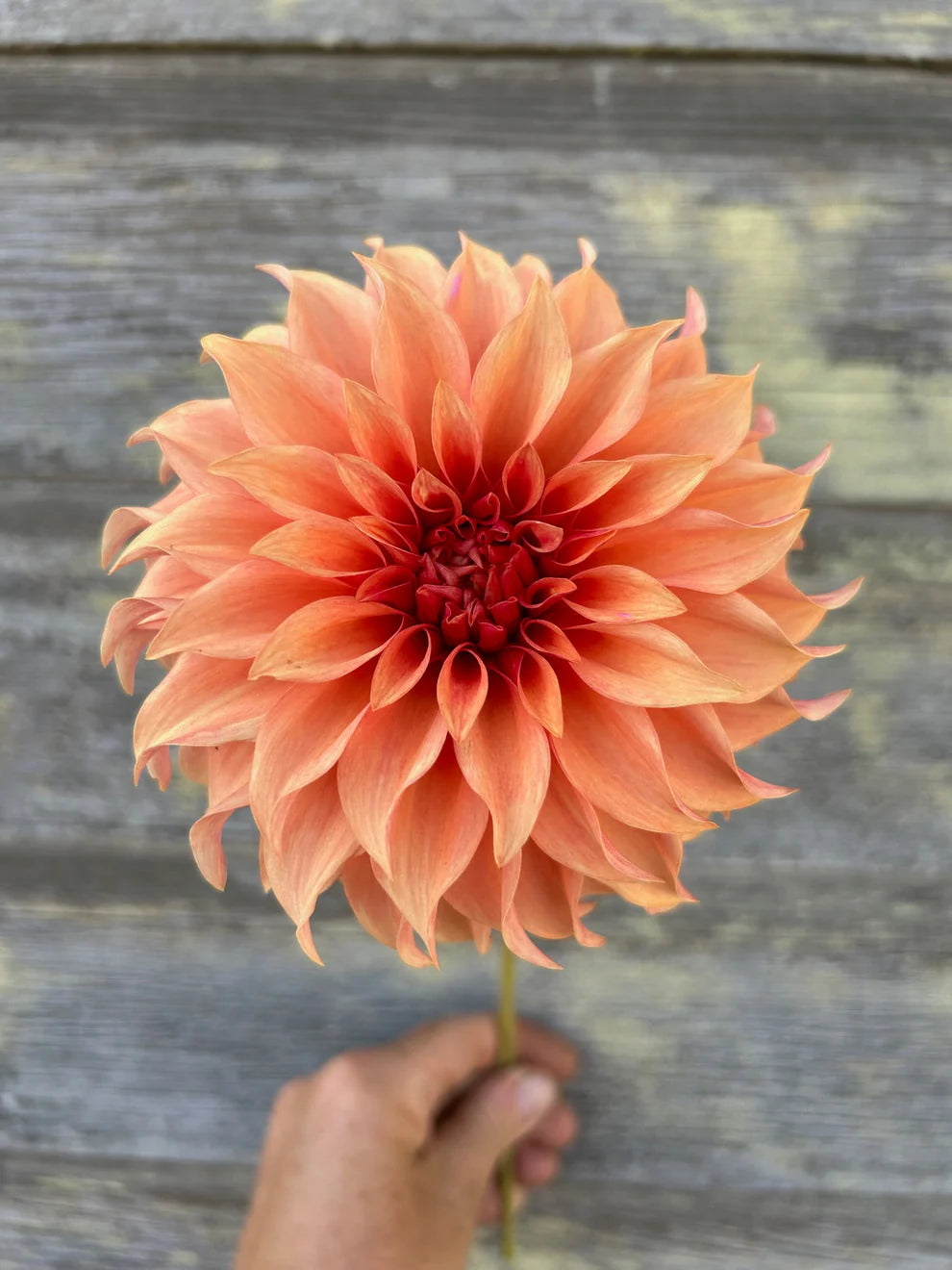 Bloomquist Pleasing - Dahlia Seedling