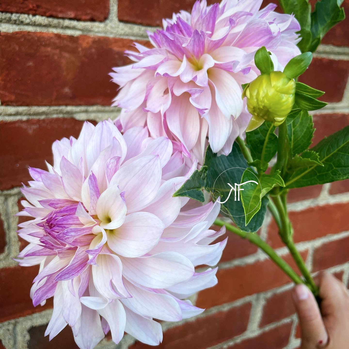 Bloomquist Compare - Rooted Cutting