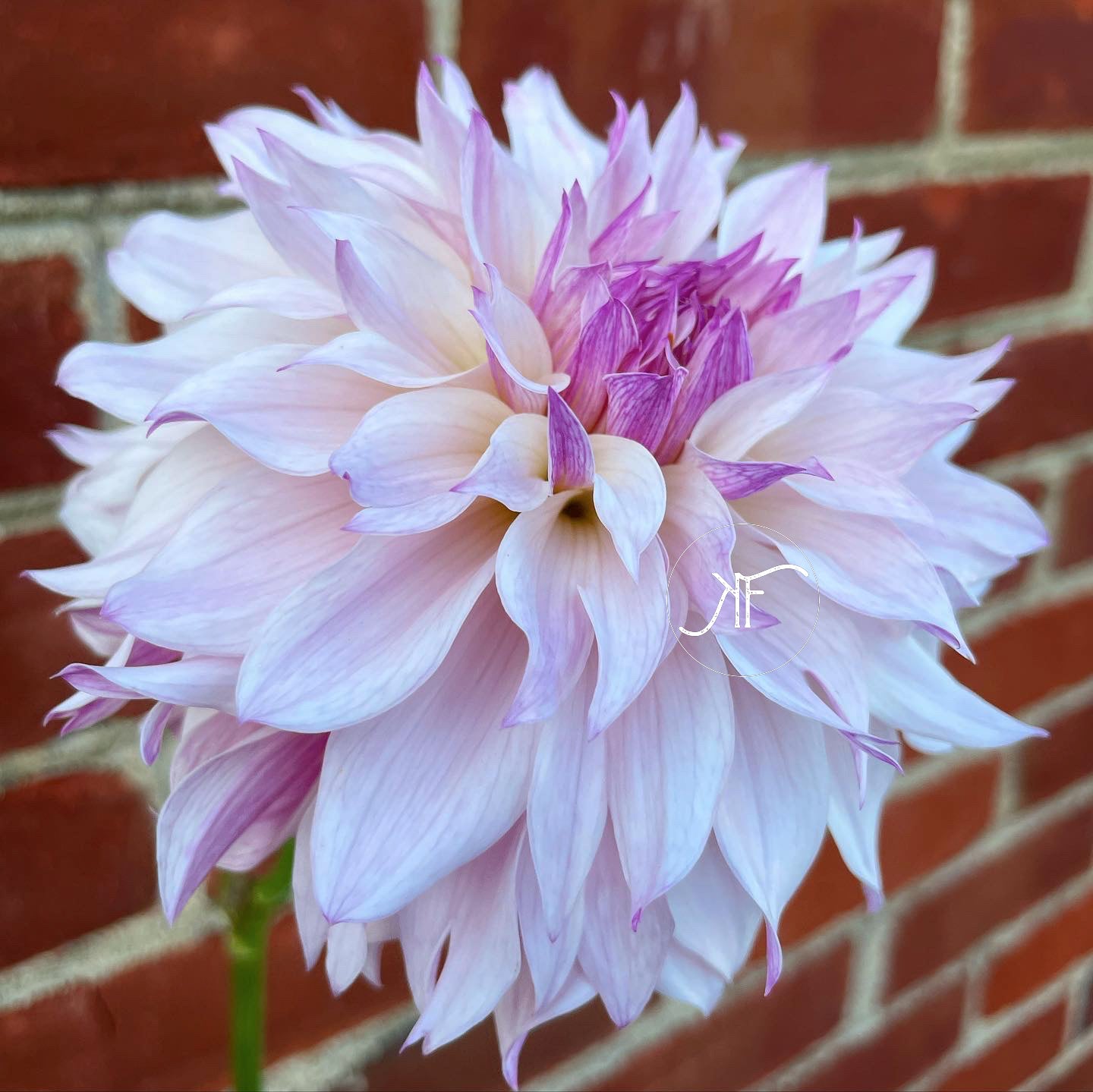 Bloomquist Compare - Dahlia Tuber
