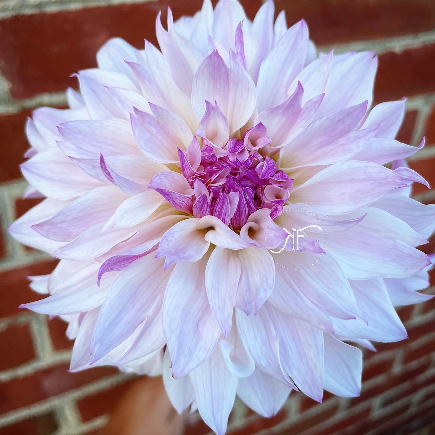 Bloomquist Compare - Dahlia Tuber