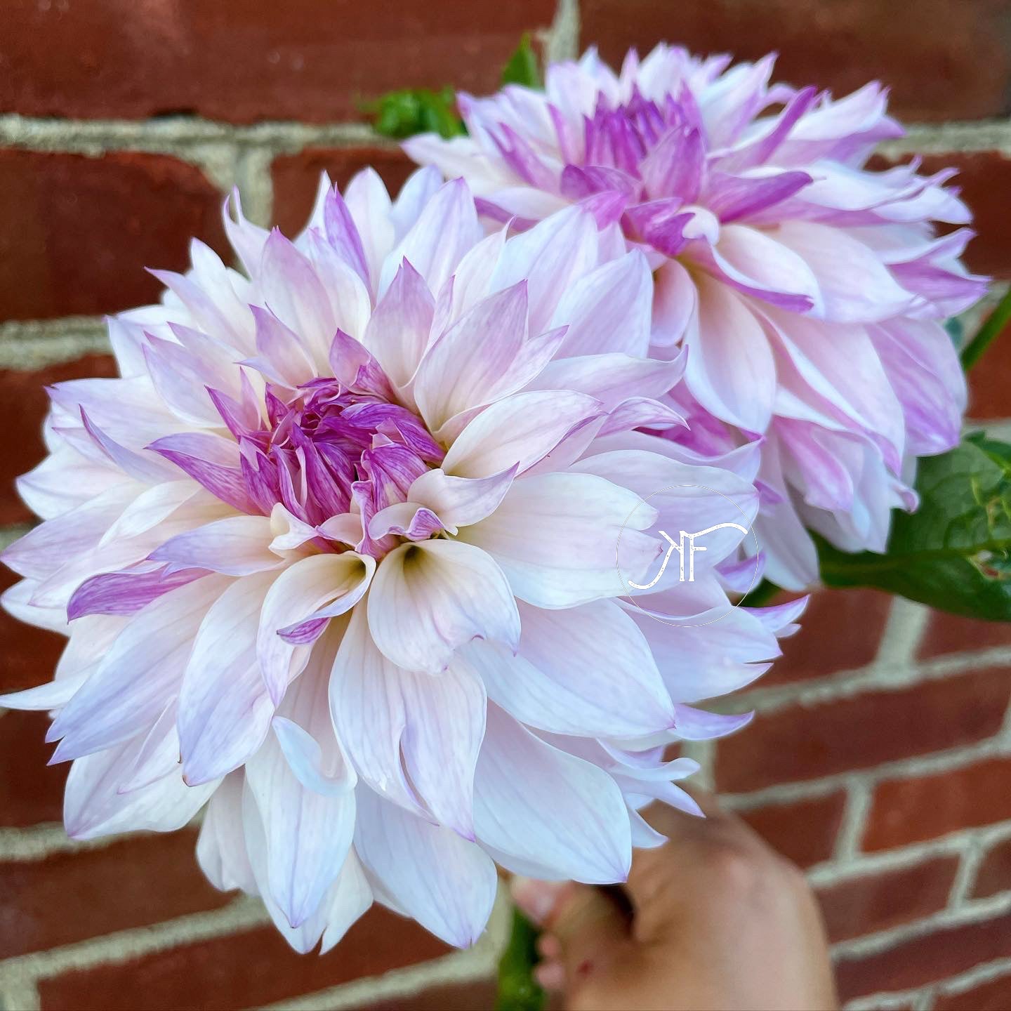 Bloomquist Compare - Rooted Cutting