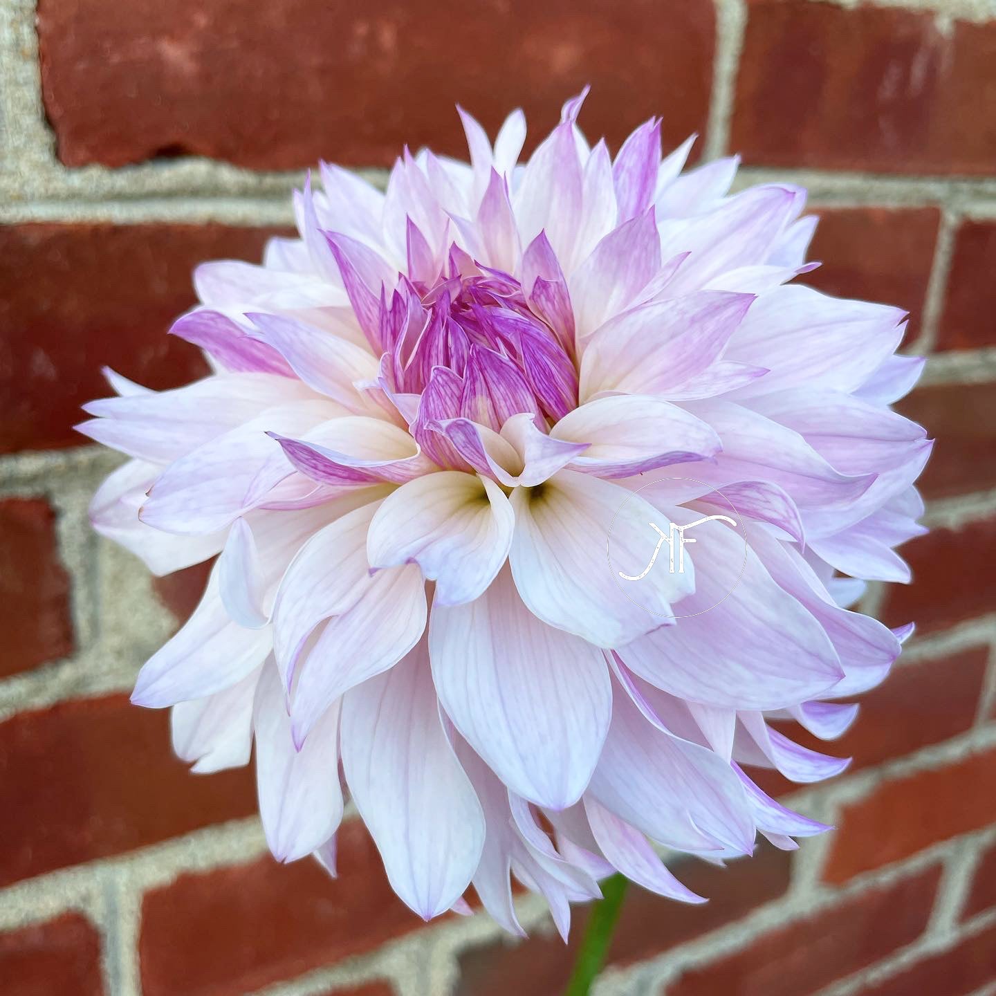 Bloomquist Compare - Dahlia Tuber