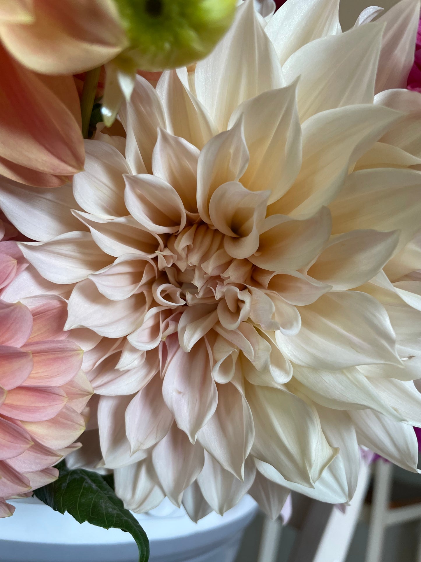 Cafe au Lait - Dahlia Seedling
