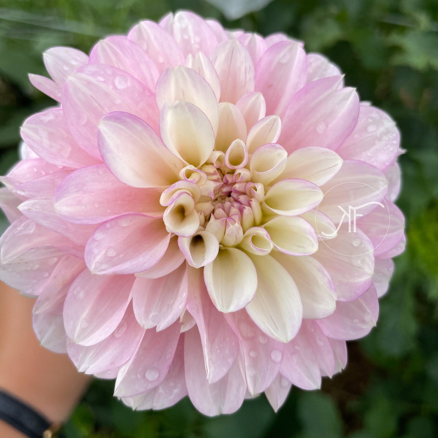 Charlotte Mae - Dahlia Tuber
