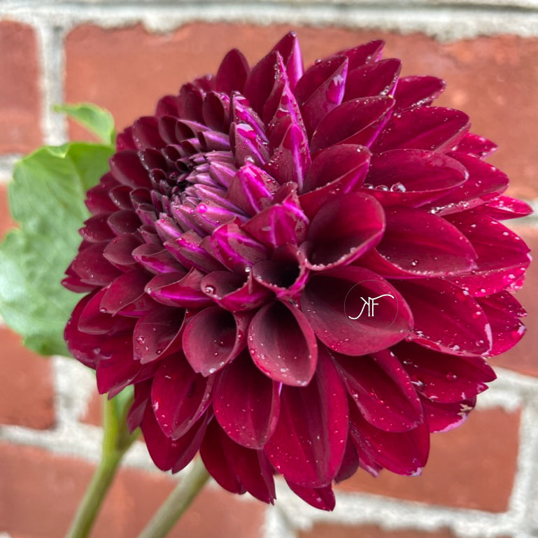 Coseytown Lois Lane - Dahlia Tuber