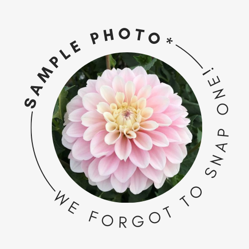 Daddy's Girl - Dahlia Tuber