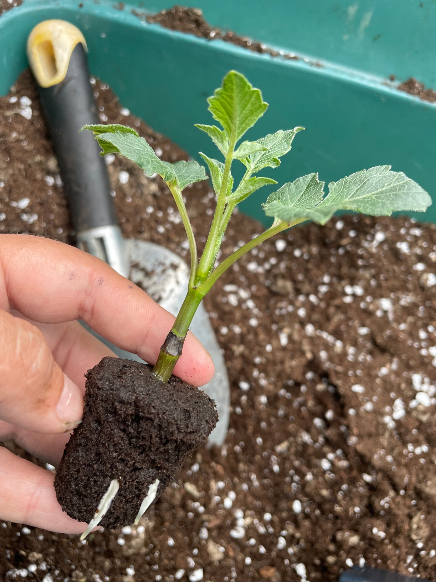 Grand Finale - Rooted Cutting
