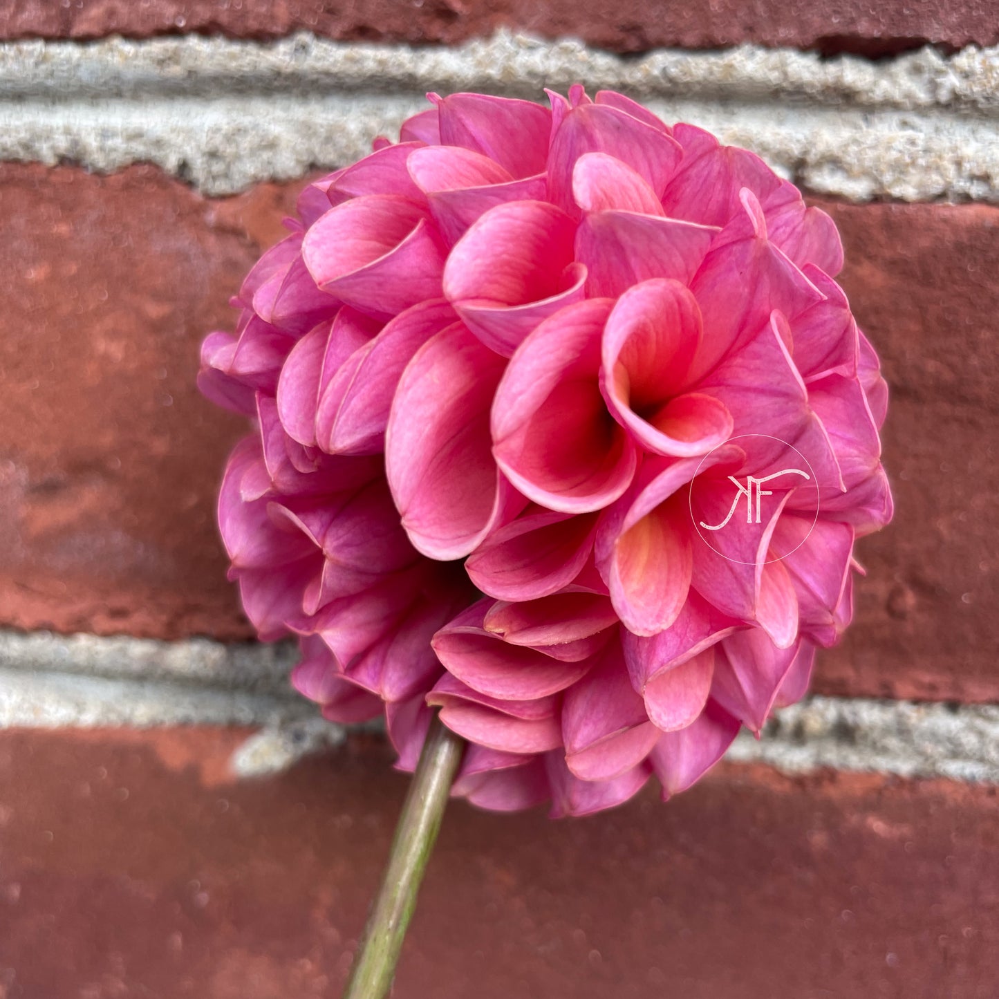 Jowey Frambo - Dahlia Tuber