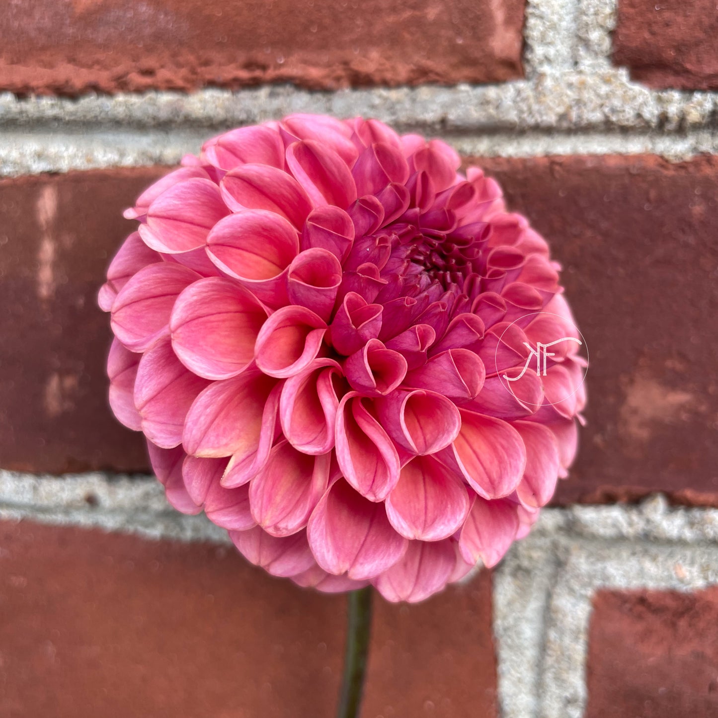 Jowey Frambo - Dahlia Tuber