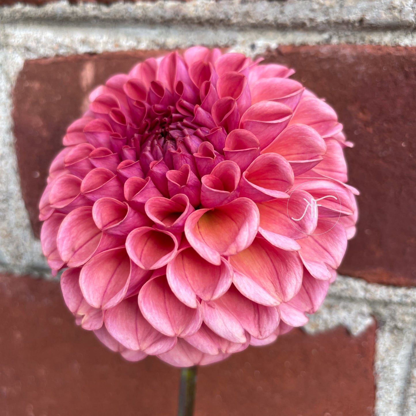 Jowey Frambo - Dahlia Tuber