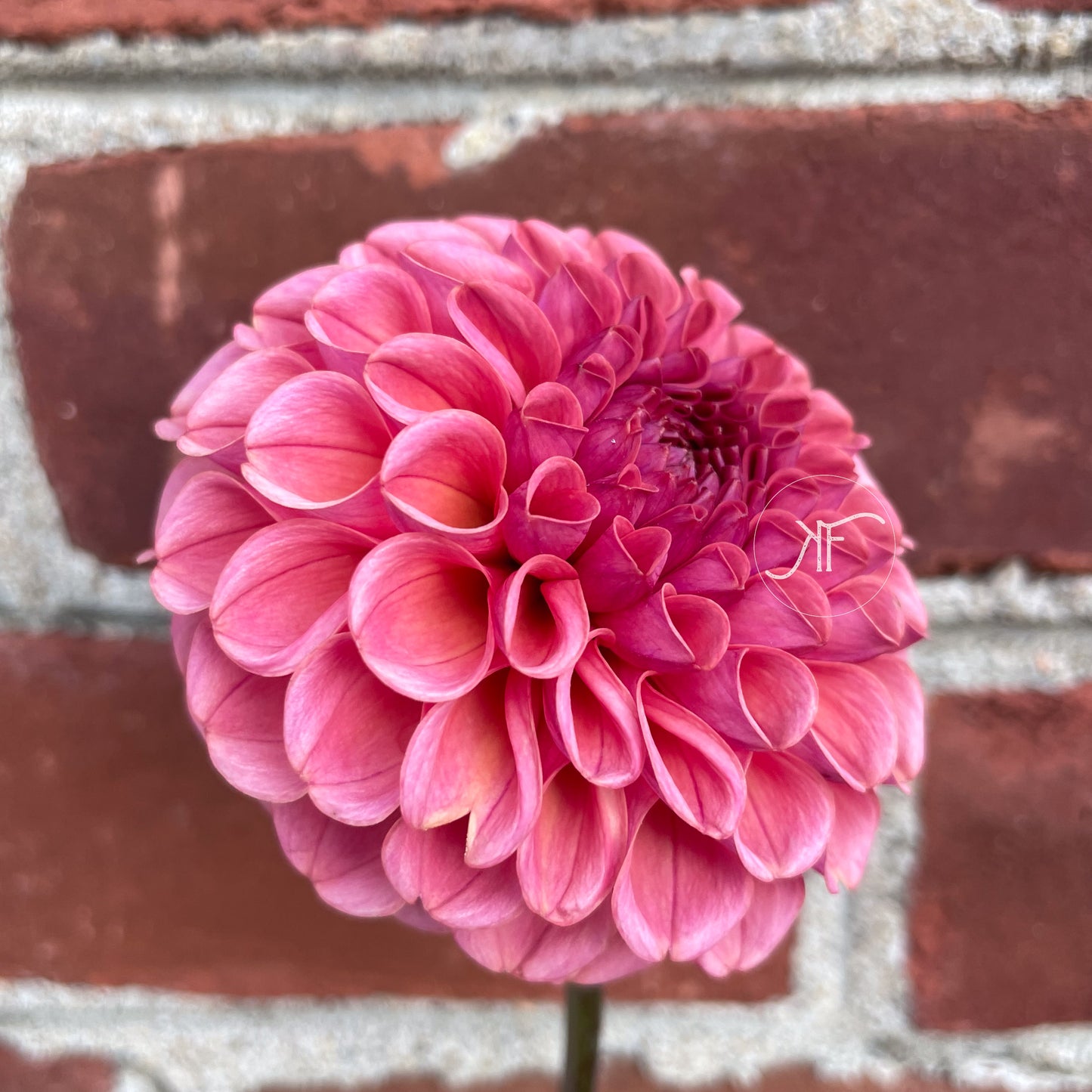Jowey Frambo - Dahlia Tuber