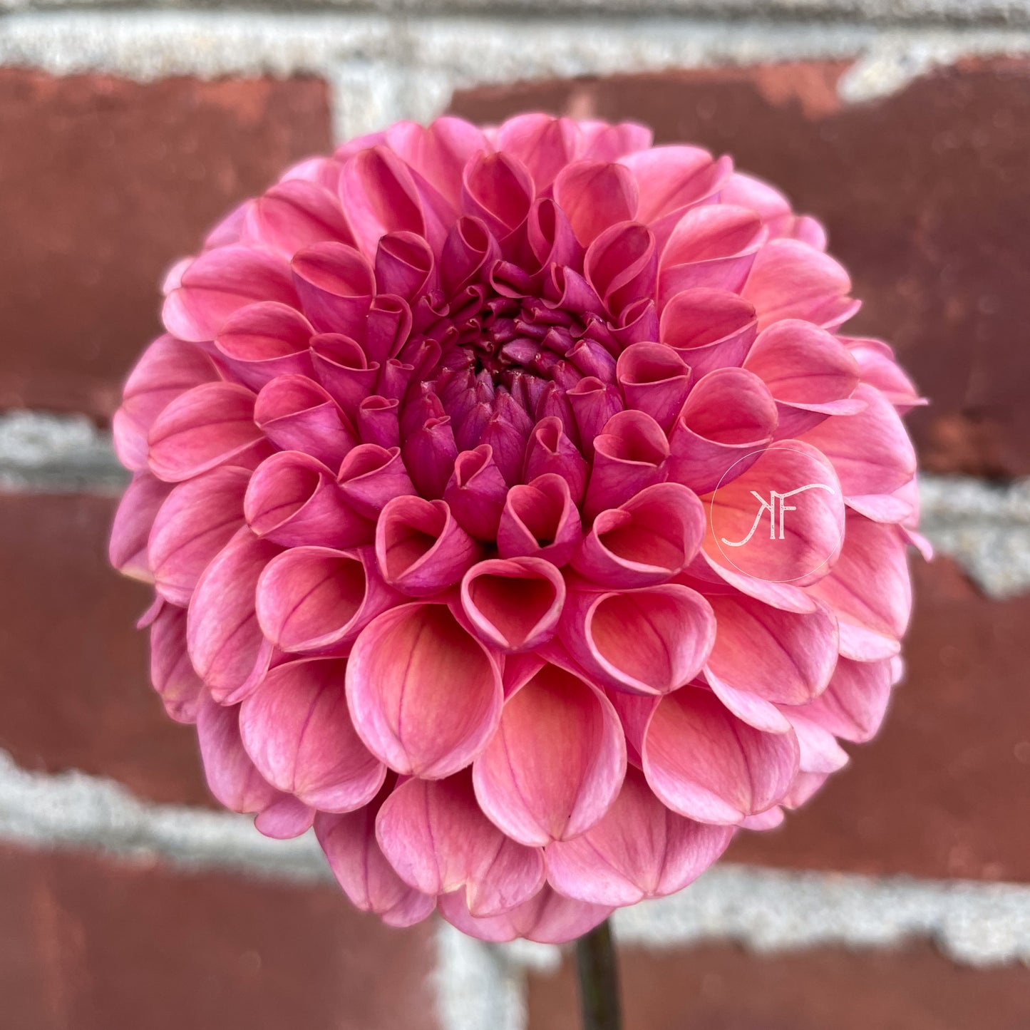 Jowey Frambo - Dahlia Tuber