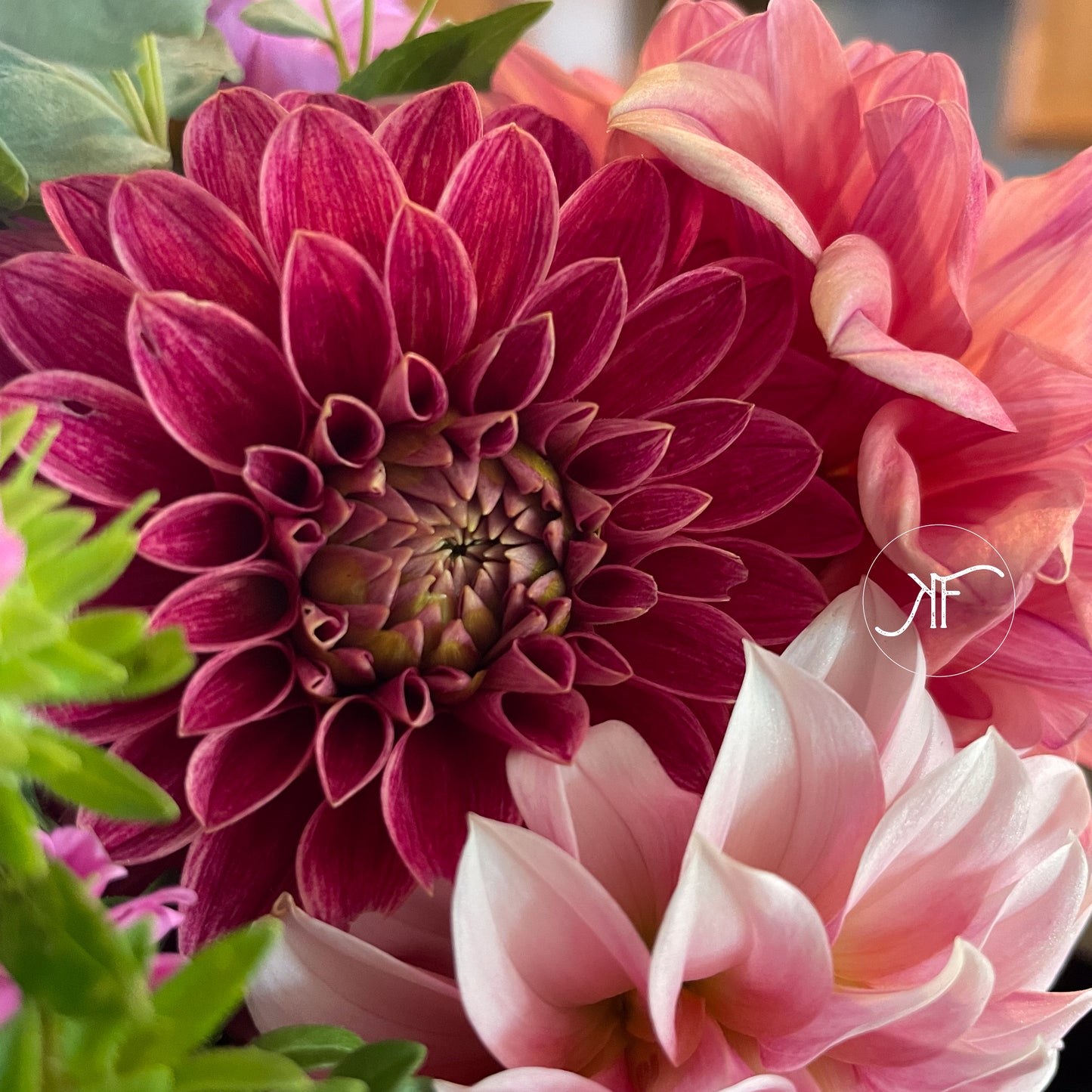 KA's Rosie Jo - Dahlia Tuber