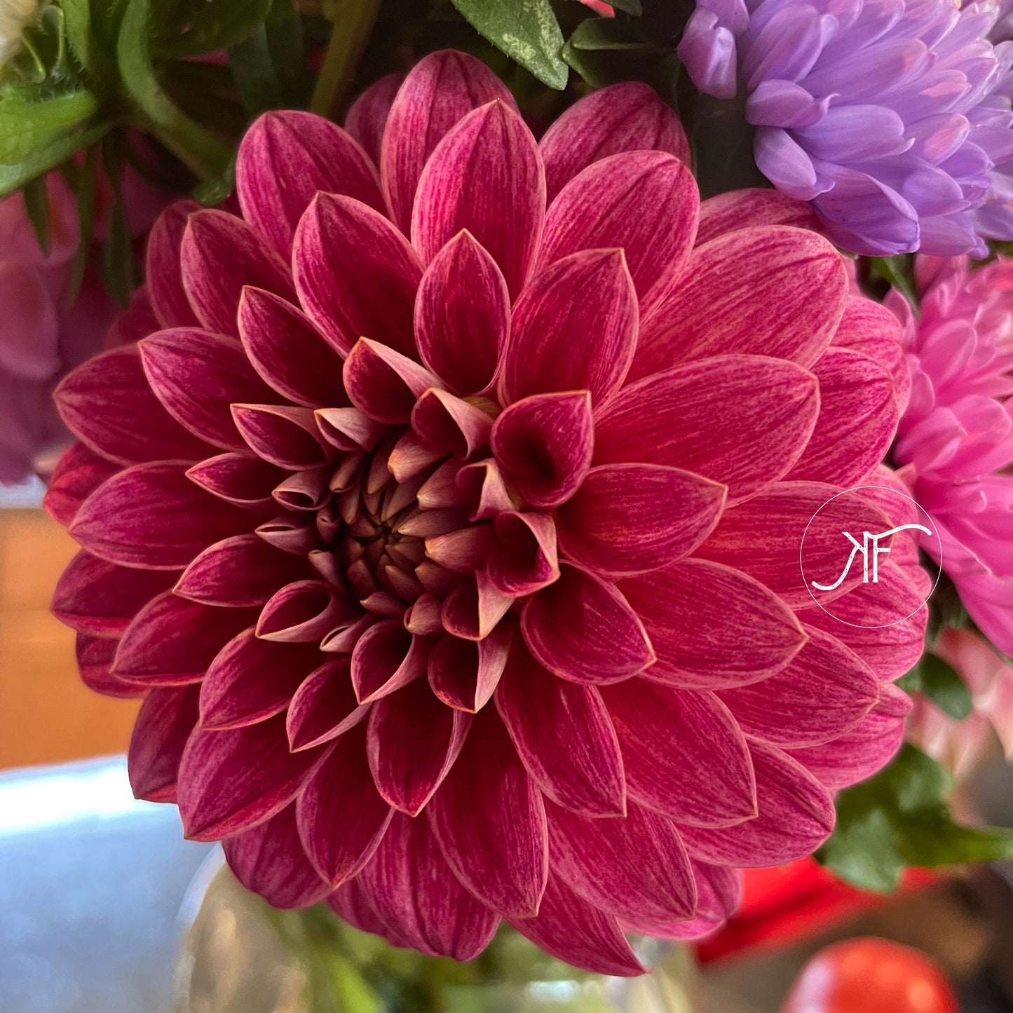 KA's Rosie Jo - Dahlia Tuber