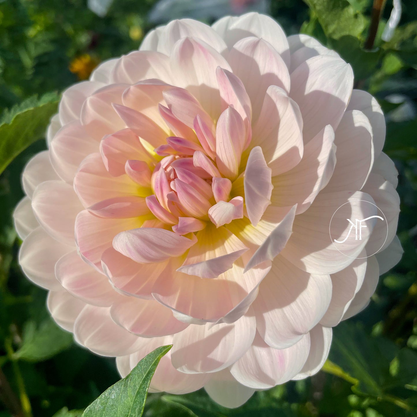 Kelgai Ann - Dahlia Tuber