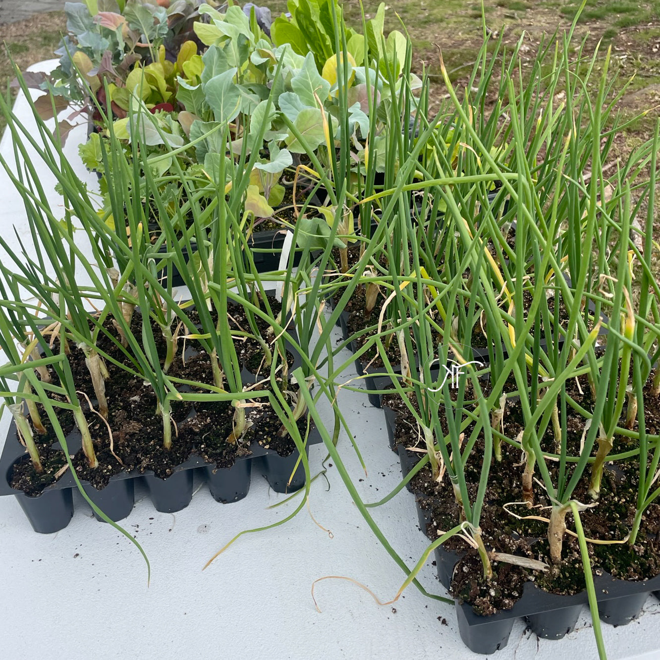 Sweet Onion Seedlings