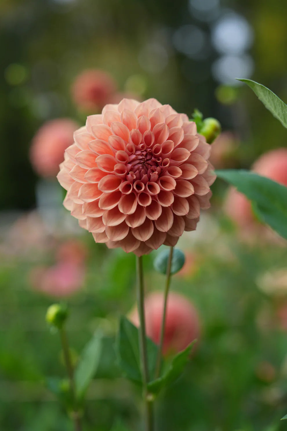 RM Glenny Penny - Dahlia Seedling