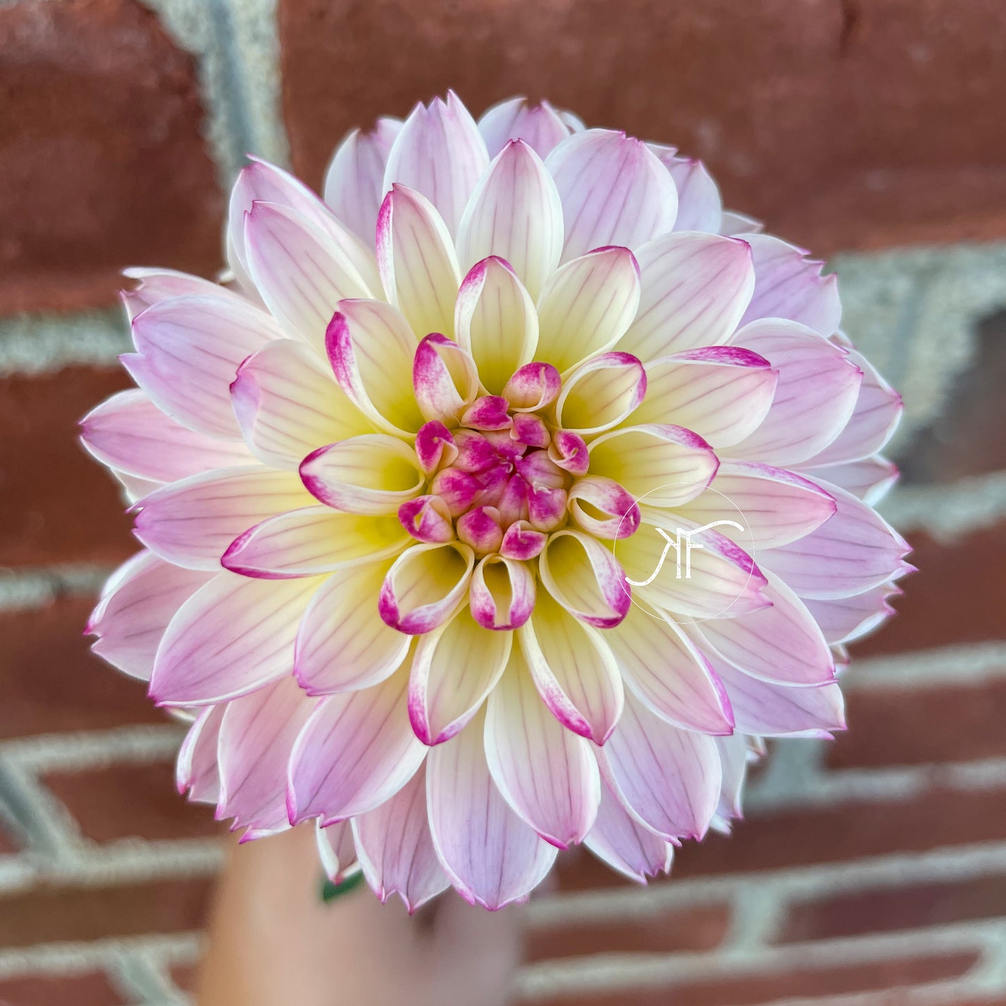 Valley Porcupine - Dahlia Tuber