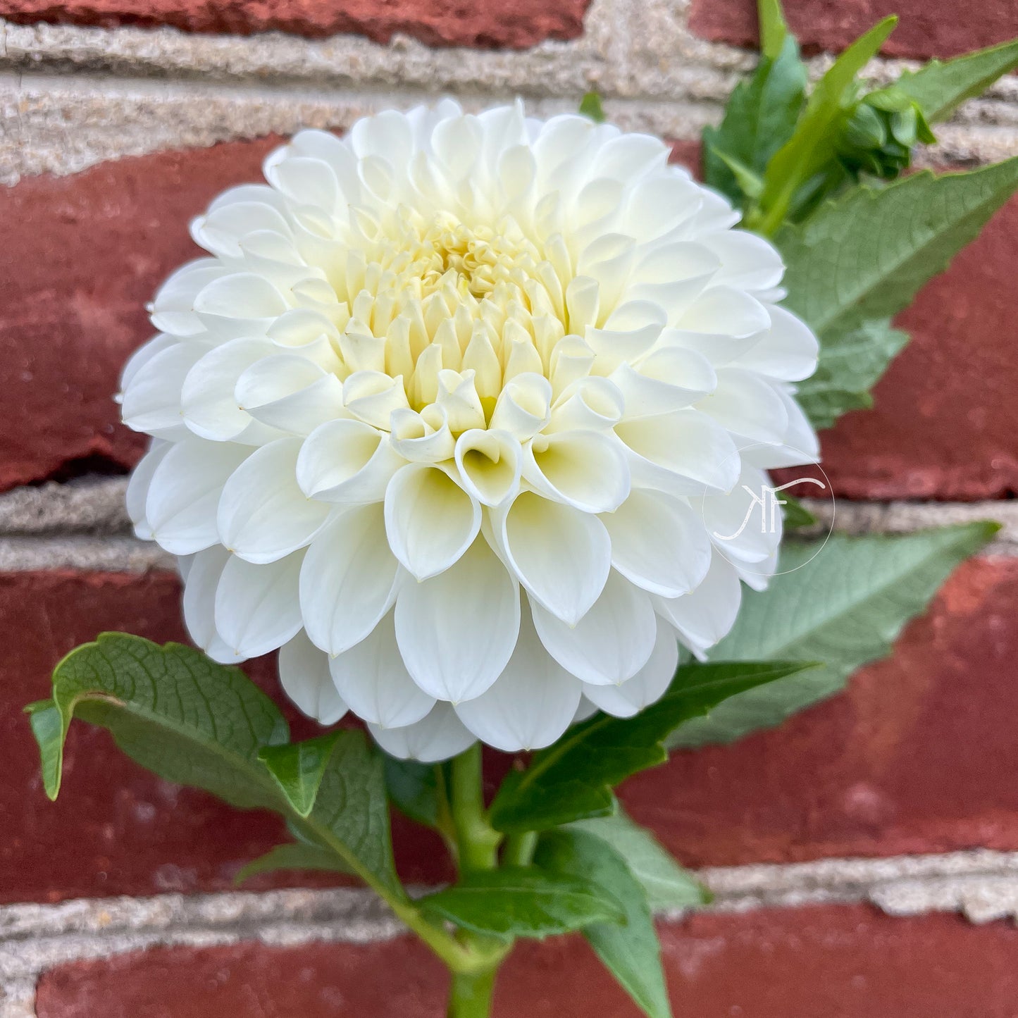 White Nettie - Dahlia Tuber