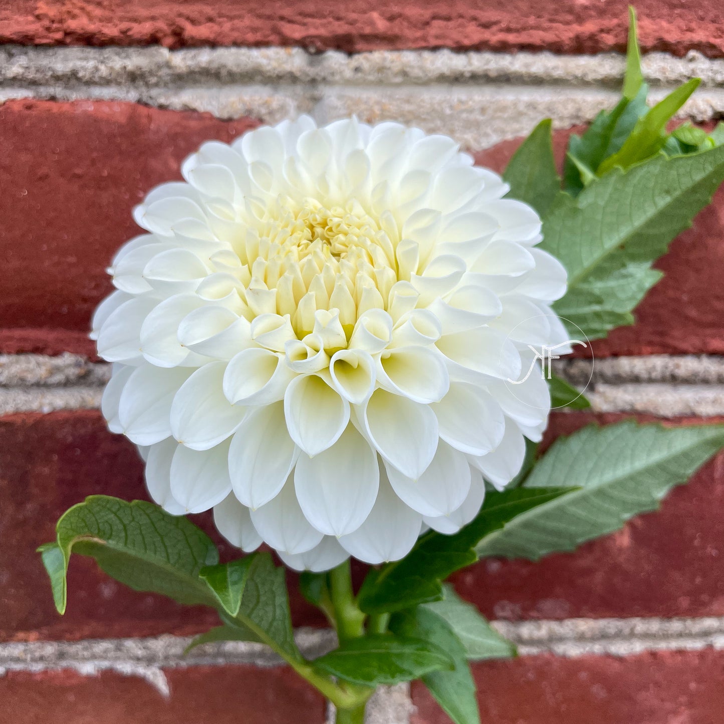 White Nettie - Dahlia Tuber