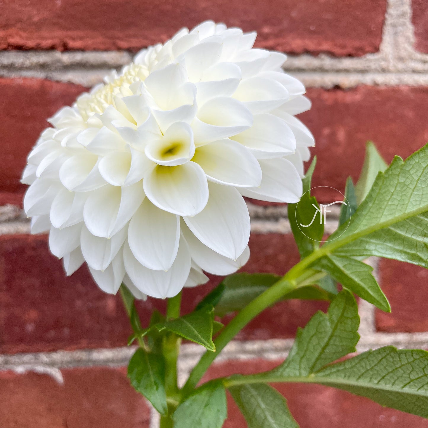 White Nettie - Dahlia Tuber