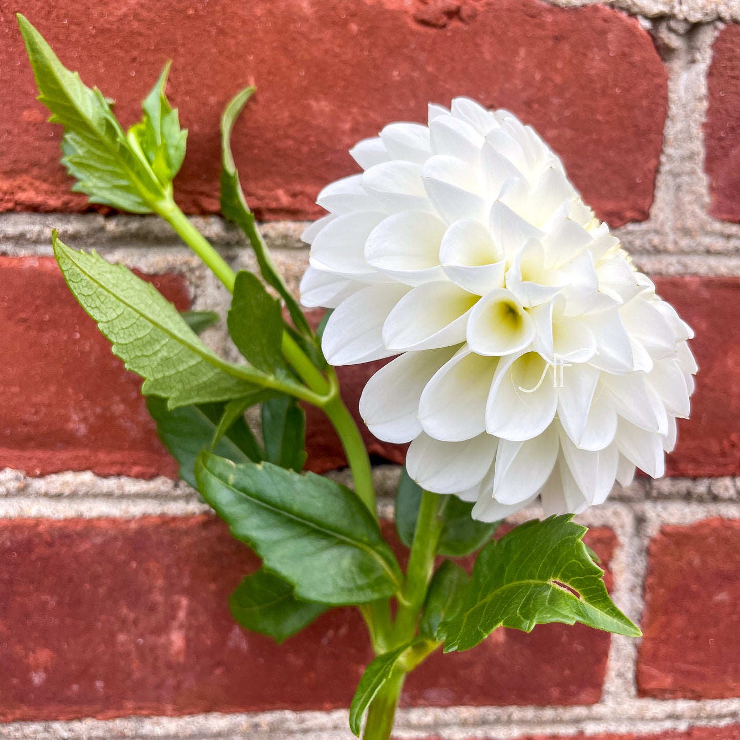 White Nettie - Dahlia Tuber