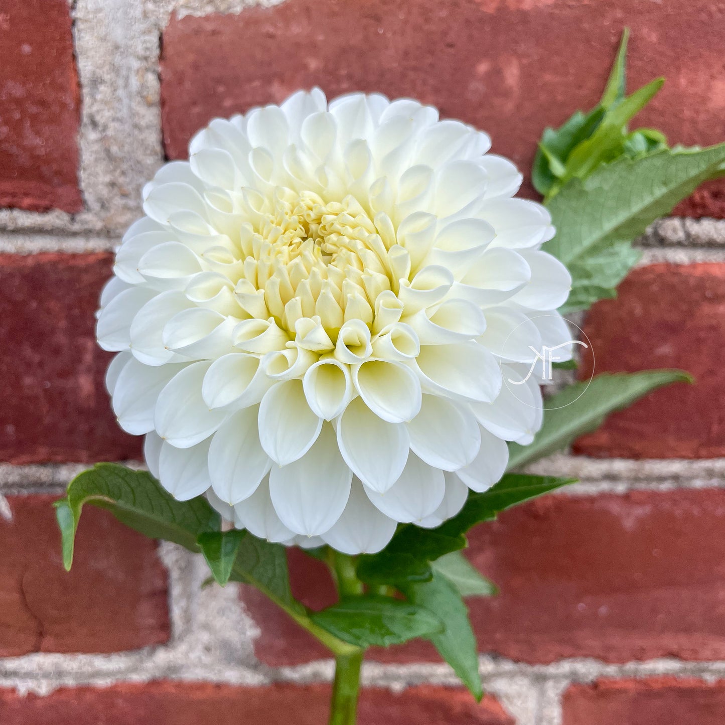 White Nettie - Dahlia Tuber