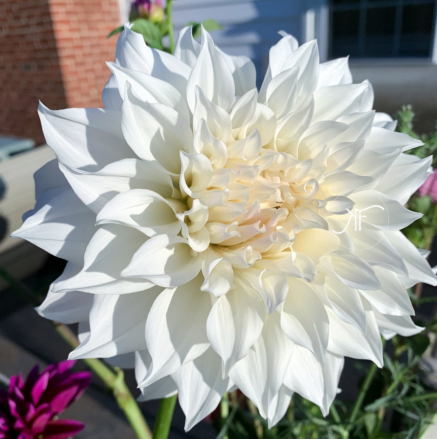 Yuukyu - Dahlia Tuber