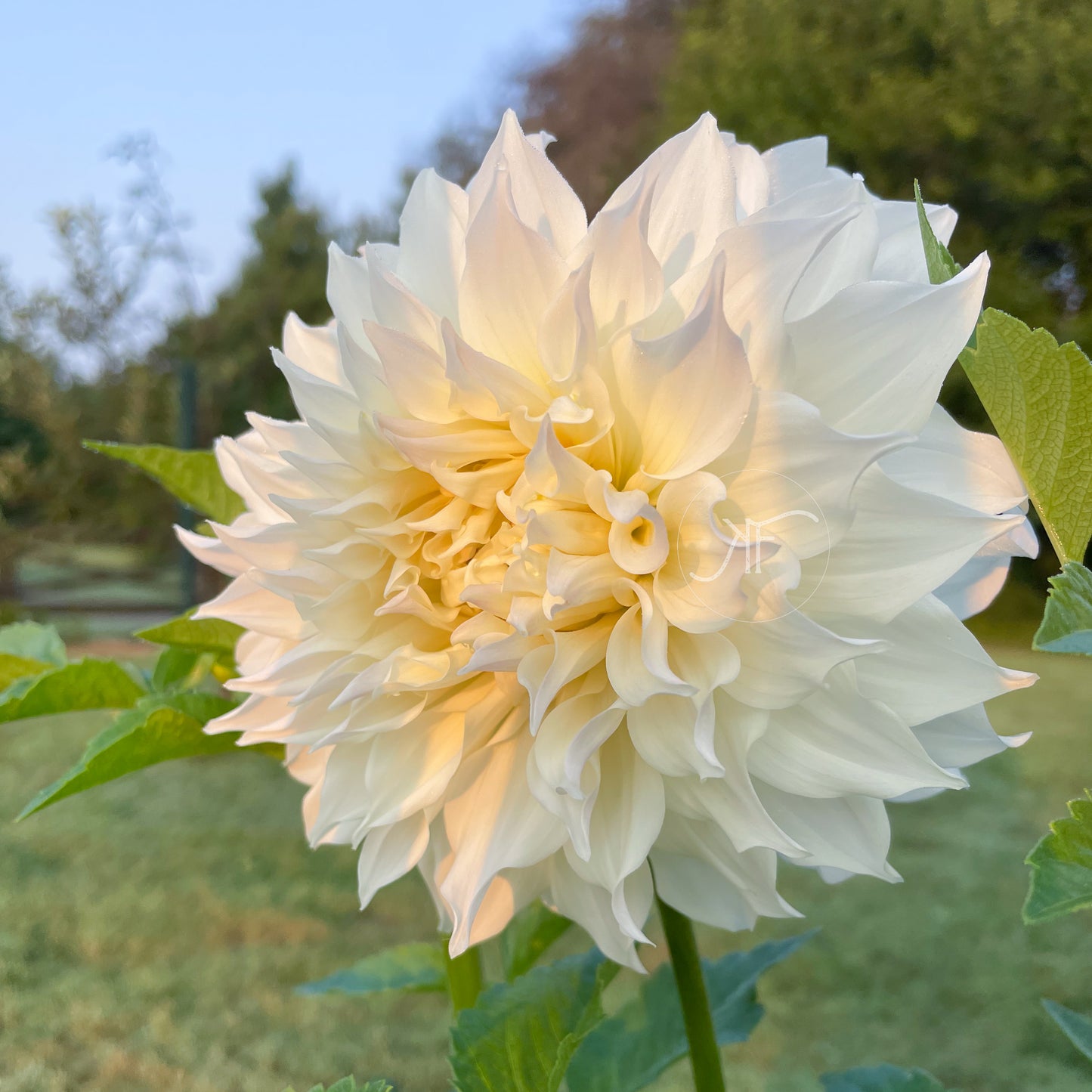 Yuukyu - Dahlia Tuber