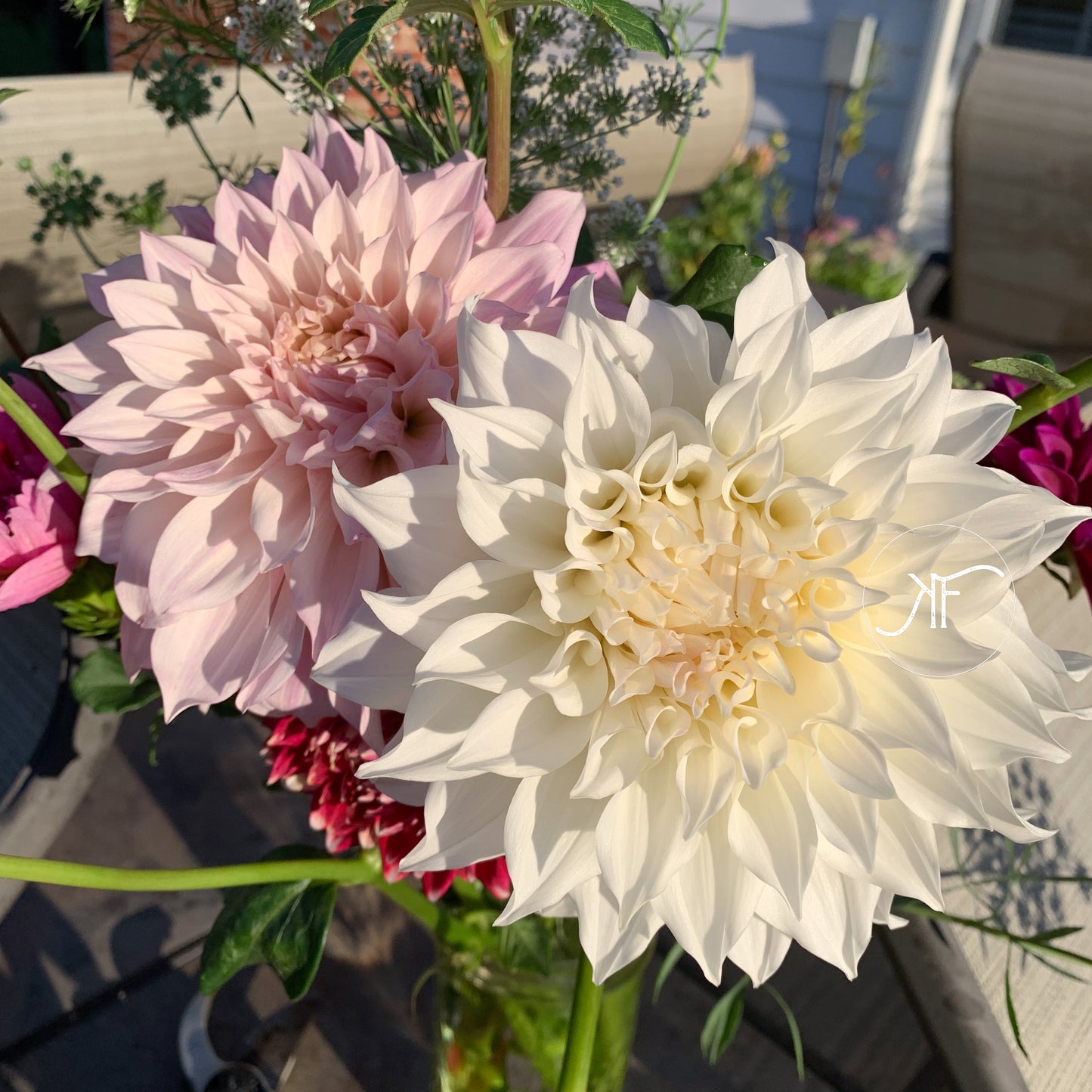 Yuukyu - Dahlia Tuber