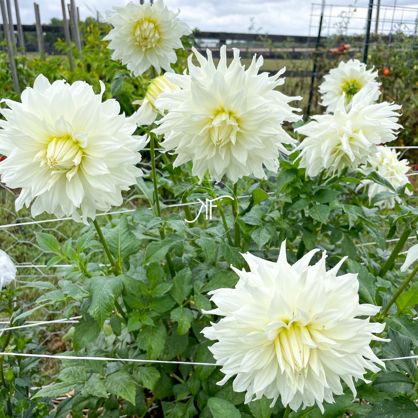 Yuukyu - Dahlia Tuber