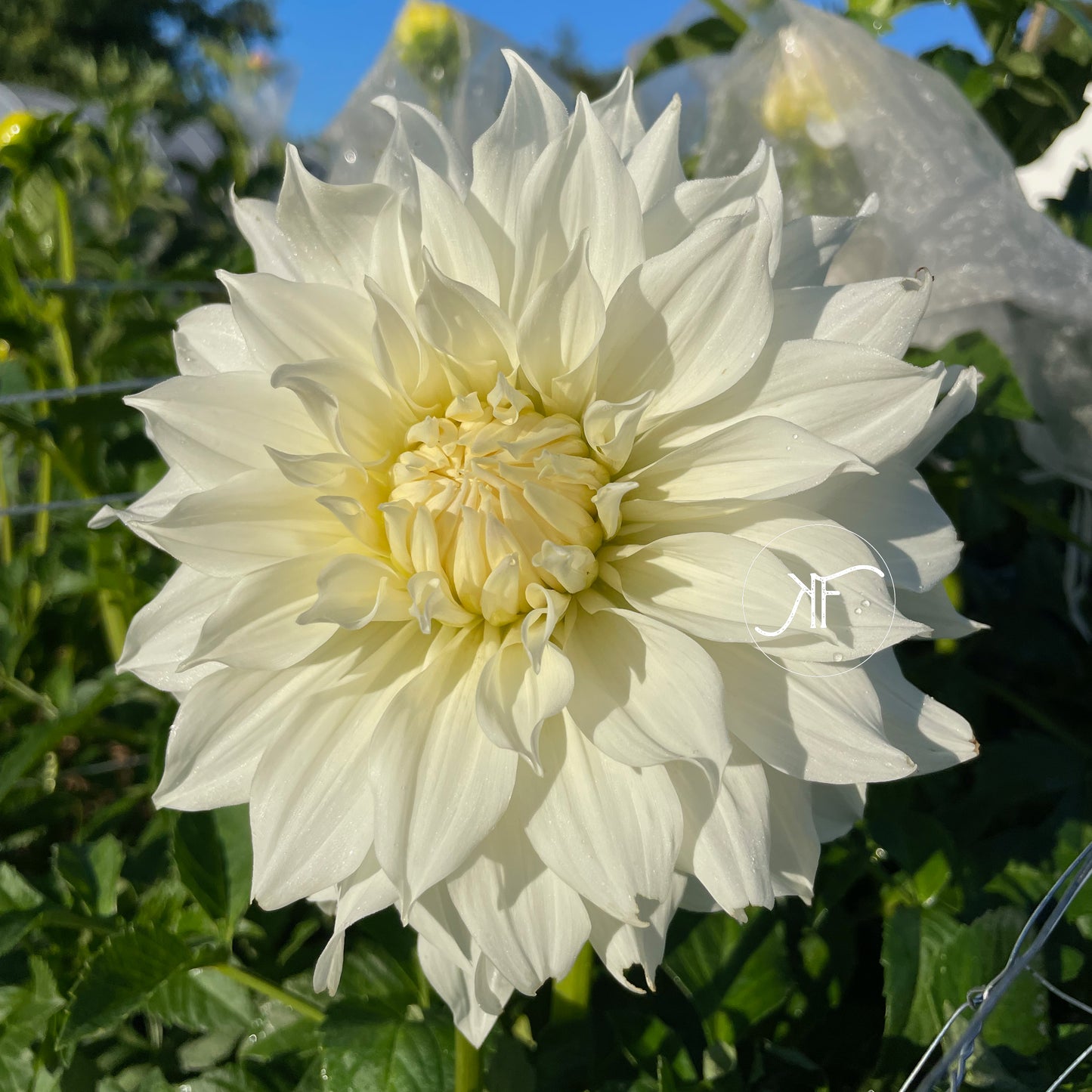 Yuukyu - Dahlia Tuber