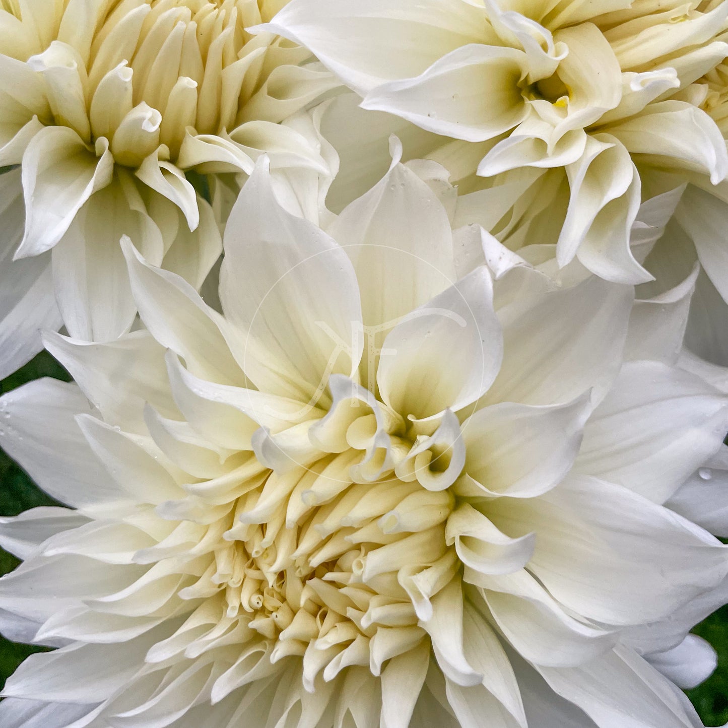 Yuukyu - Dahlia Tuber