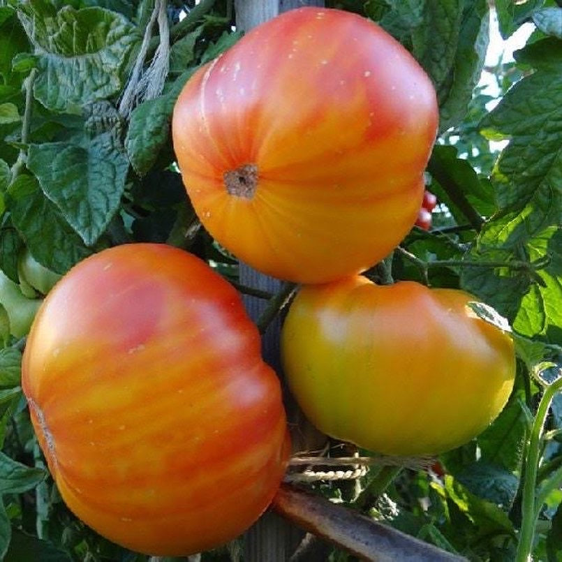VIRTUAL Workshop - Tomatoes: The Juicy Details (April Dates)