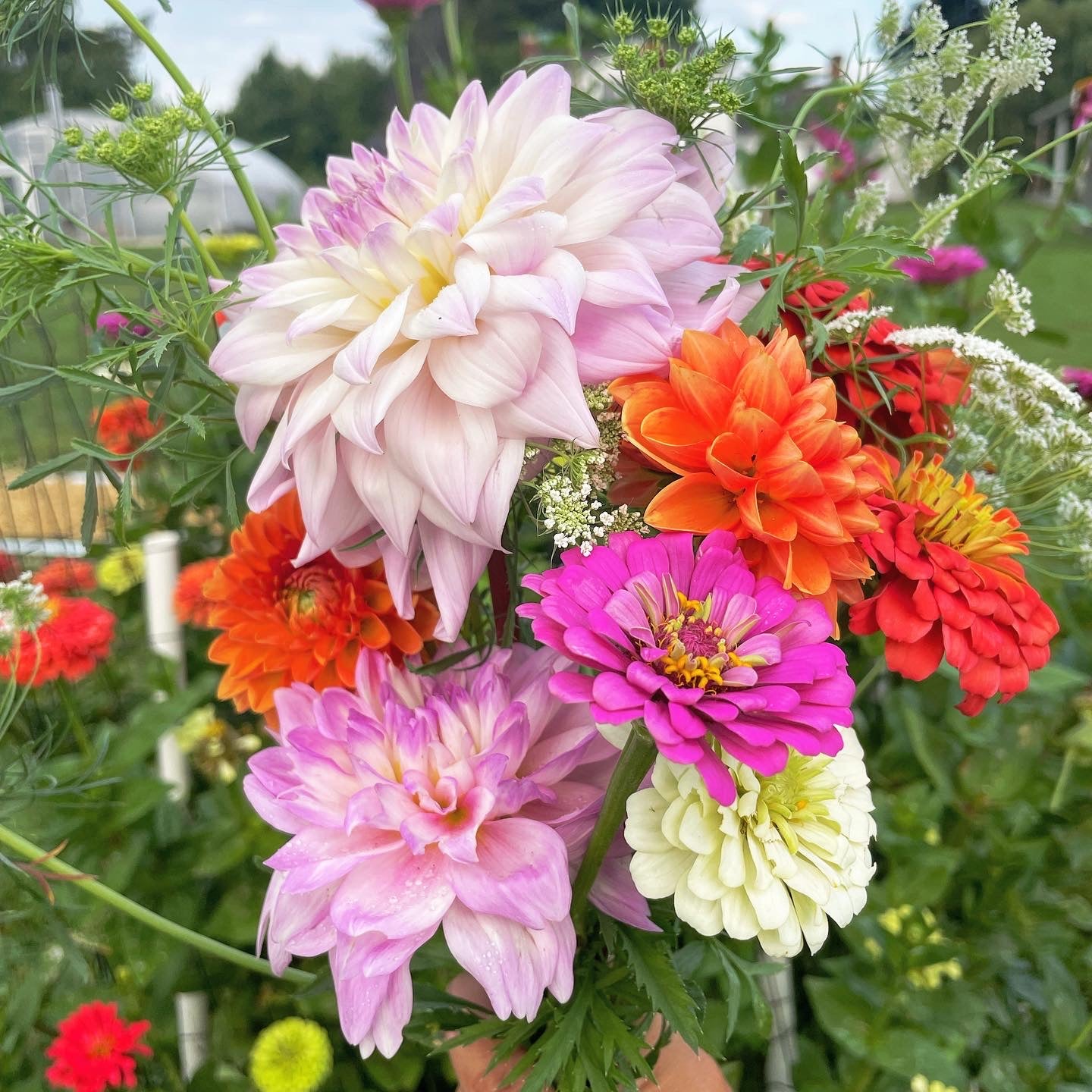 VIRTUAL Workshop - Darling Dahlias (April Dates)