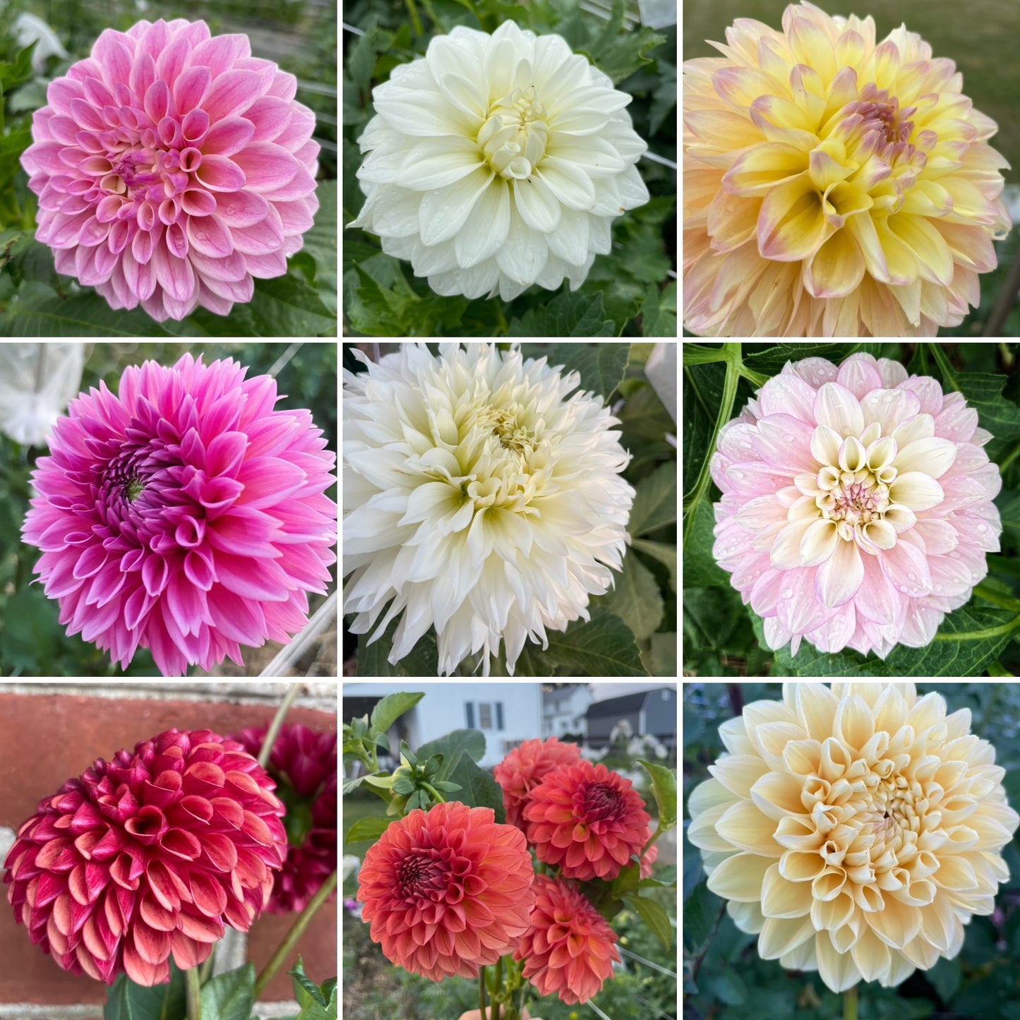 VIRTUAL Workshop - Darling Dahlias (April Dates)