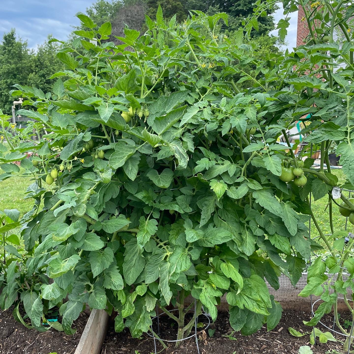 VIRTUAL Workshop - Tomatoes: The Juicy Details (April Dates)