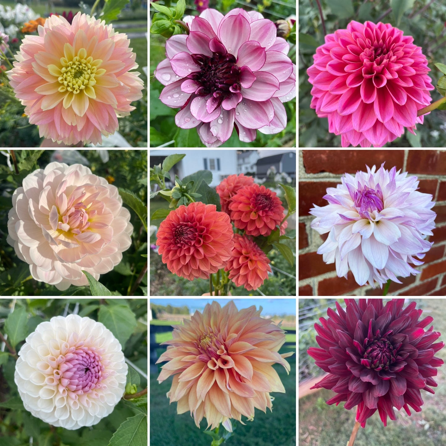 VIRTUAL Workshop - Darling Dahlias (April Dates)