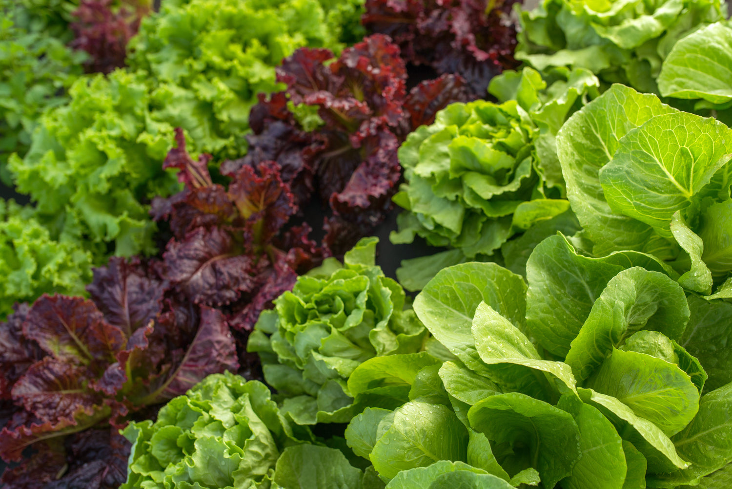 Variety of lettuce plans lined up while growing in a garden