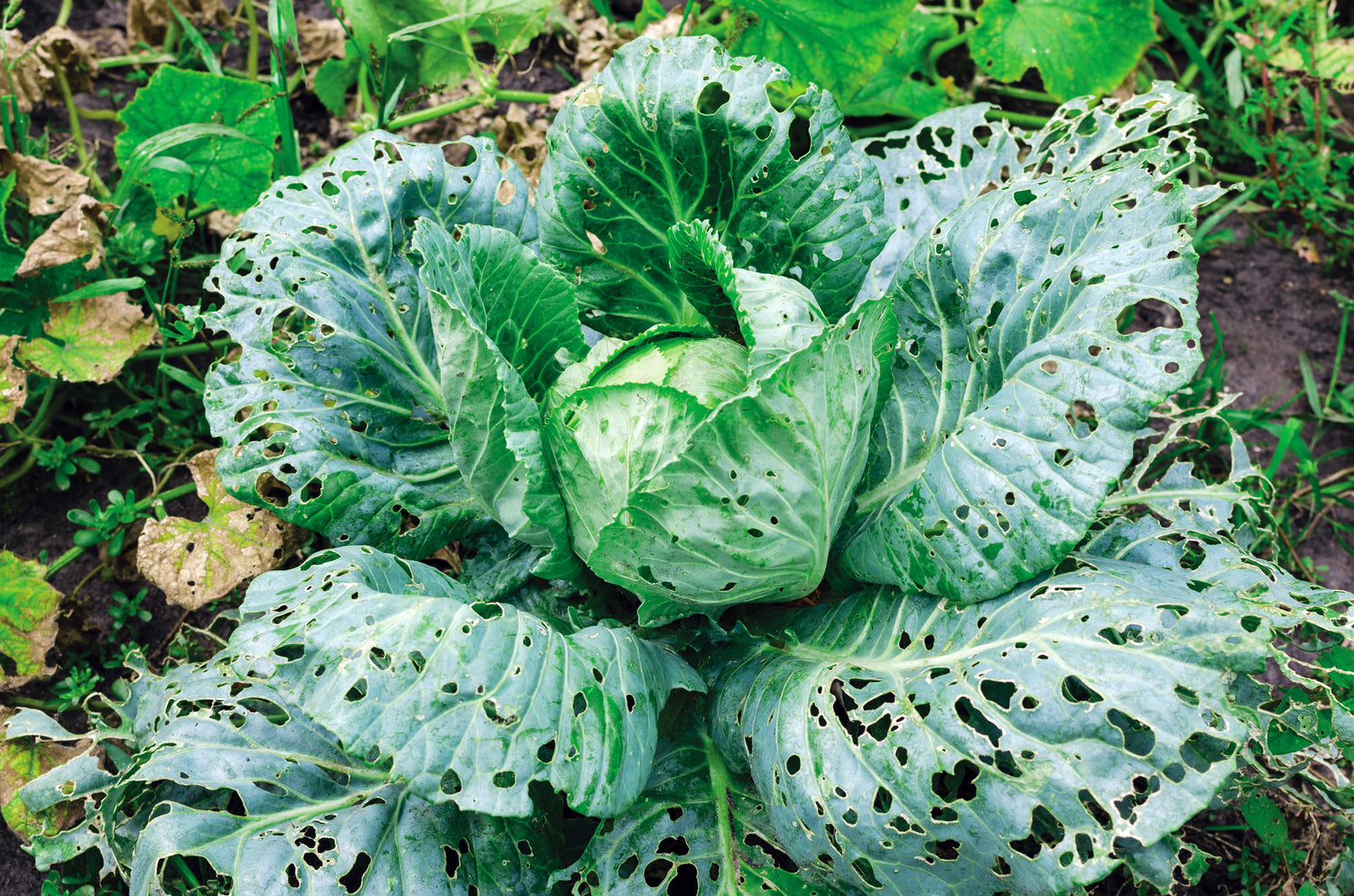 mature cabbage plant with hundreds of small holes in it caused by pests