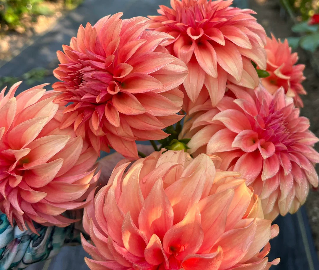 Bloomquist Pleasing - Dahlia Seedling