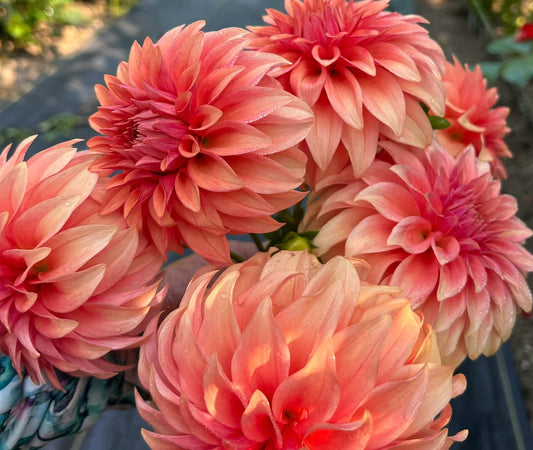 Bloomquist Pleasing - Dahlia Seedling