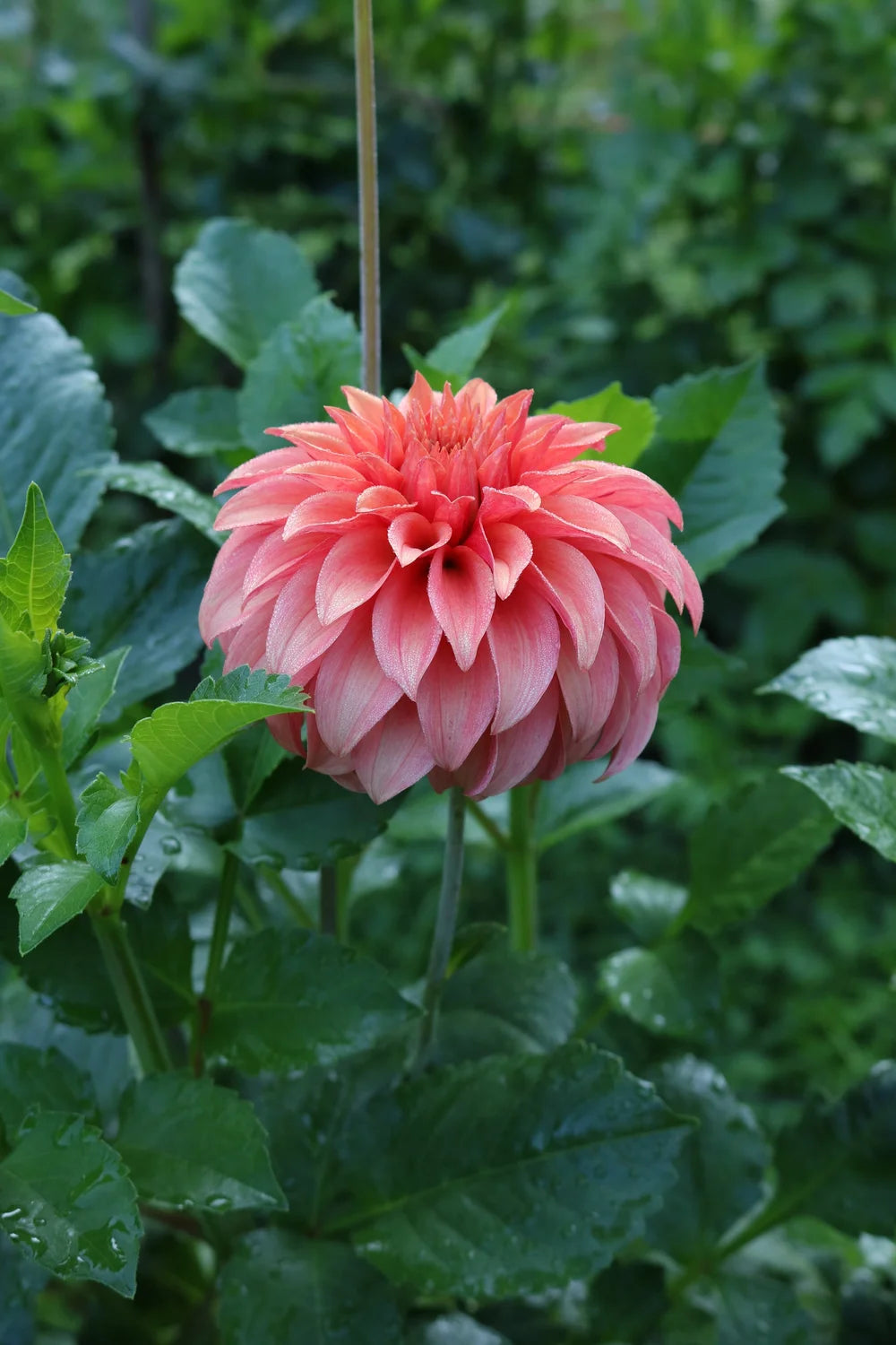 Bloomquist Pleasing - Dahlia Seedling