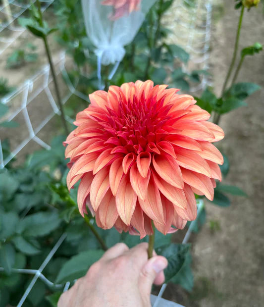 Bloomquist Pleasing - Dahlia Seedling